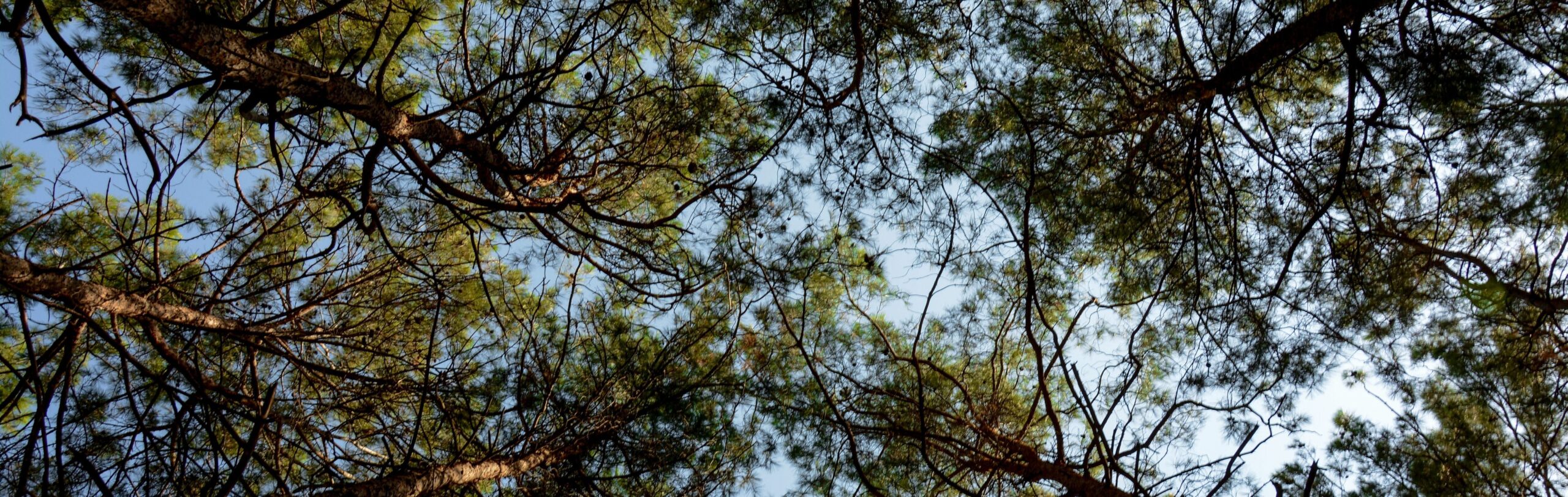 Low angle view of a lush evergreen forest canopy during a sunny day, showcasing natural beauty.